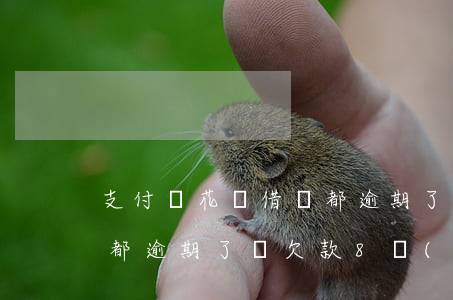 支付寶花唄借唄都逾期了-支付寶花唄借唄都逾期了總欠款8萬(wàn)多
