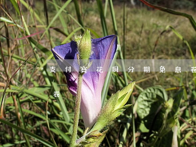 支付寶花唄分期免息卷(支付寶花唄分期免息卷)