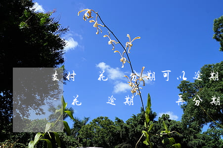 支付寶花唄分期可以逾期1個(gè)月嗎-花唄逾期賬單再分期,能使用多少次