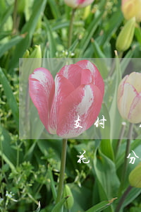 支付寶花唄分期樂(lè)提前還款的嗎-花唄分期樂(lè)提前還款有利息嗎