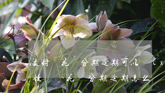 支付寶花唄分期逾期可以協(xié)商慢慢還嗎（花唄分期逾期怎么協(xié)商還款）