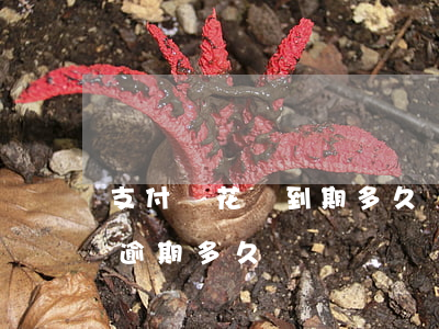 支付寶花唄到期多久會逾期(支付寶花唄可以逾期多久)