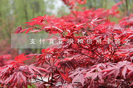 支付寶花唄和信用卡等欠13萬