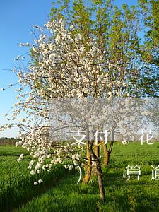 支付寶花唄多長(zhǎng)時(shí)間算逾期（支付寶花唄逾期大概多長(zhǎng)時(shí)間能用）