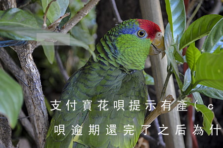 支付寶花唄提示有產(chǎn)品逾期(花唄逾期還完了之后 為什么還顯示有逾期產(chǎn)品)