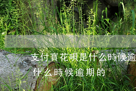 支付寶花唄是什么時候逾期-支付寶花唄是什么時候逾期的