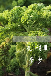 支付寶花唄最大逾期-支付寶花唄最大逾期多少