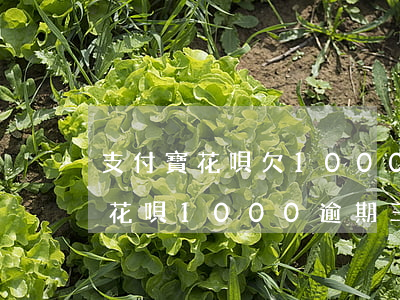 支付寶花唄欠1000逾期一個月-支付寶花唄1000逾期三個月要還多少錢