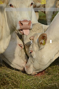 支付寶花唄當(dāng)月還10號(hào)后還款-
