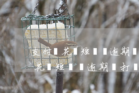 支付寶花唄短時間逾期會打電話嗎-支付寶花唄短時間逾期會打電話嗎是真的嗎