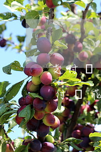 支付寶花唄賬號(hào)逾期還完后-支付寶花唄賬號(hào)逾期還完后還能用嗎