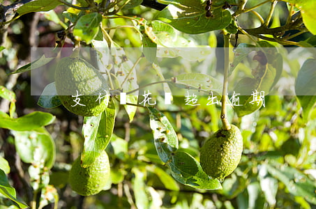 支付寶花唄超出逾期
