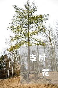 支付寶花唄超過(guò)幾天逾期-支付寶花唄超過(guò)幾天逾期會(huì)怎么樣