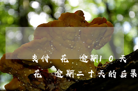 支付寶花唄逾期10天會有什么后果（支付寶花唄逾期二十天的后果）