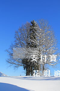 支付寶花唄逾期12萬(wàn)-支付寶花唄逾期12萬(wàn)會(huì)怎樣