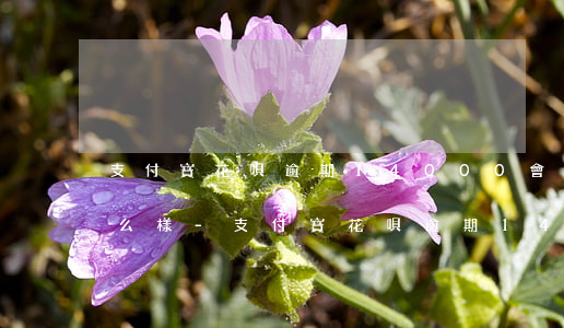支付寶花唄逾期14000會(huì)怎么樣-支付寶花唄逾期14000會(huì)怎么樣嗎