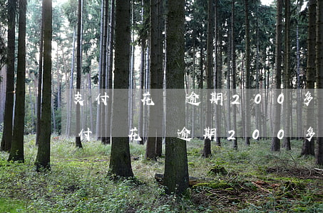 支付寶花唄逾期200多天說上門核實-支付寶花唄逾期200多天說上門核實是真的嗎