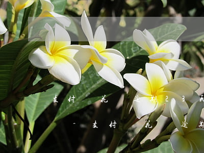 支付寶花唄逾期23天還能開(kāi)通嗎-支付寶花唄逾期23天還能開(kāi)通嗎