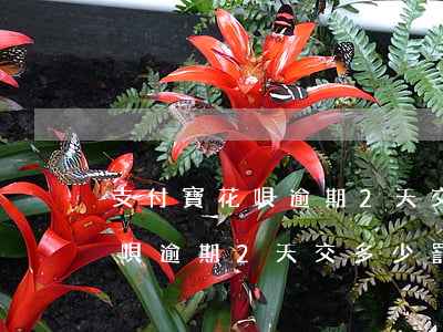 支付寶花唄逾期2天交多少罰金-支付寶花唄逾期2天交多少罰金