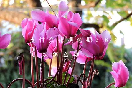 支付寶花唄逾期36次-支付寶花唄逾期36次怎么辦