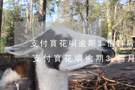 支付寶花唄逾期3個月后被起訴了怎么辦-支付寶花唄逾期3個月后被起訴了怎么辦呢