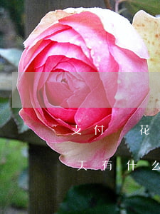支付寶花唄逾期40天(支付寶花唄逾期40天有什么影響)