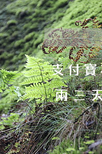 支付寶花唄逾期42天(支付寶花唄可以逾期兩三天嗎)