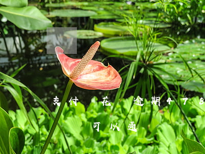 支付寶花唄逾期478(支付寶花唄逾期買車車貸可以通過嗎?)