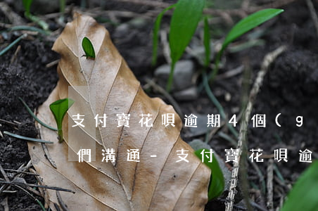 支付寶花唄逾期4個(gè)月了怎么和他們溝通-支付寶花唄逾期四個(gè)月