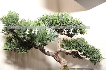 支付寶花唄逾期55天