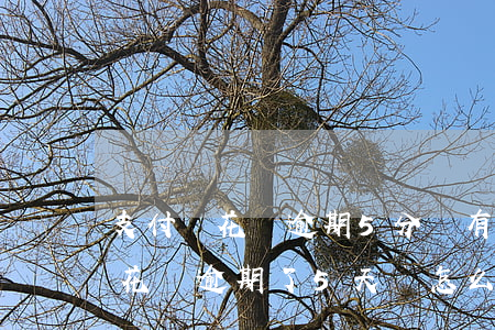 支付寶花唄逾期5分鐘有什么影響-支付寶花唄逾期了5天會怎么樣嗎