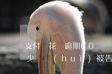 支付寶花唄逾期60塊錢(支付寶花唄逾期多少錢會(huì)被告)