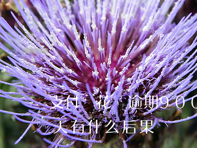 支付寶花唄逾期900(支付寶花唄逾期90天有什么后果)