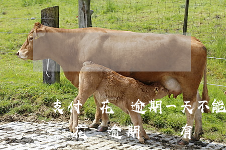 支付寶花唄逾期一天不能續(xù)借 支付寶花唄逾期過還有機會開通借唄嗎