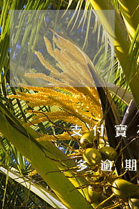 支付寶花唄逾期三萬會起訴嗎(花唄欠款3萬多逾期半年會法院起訴嗎)