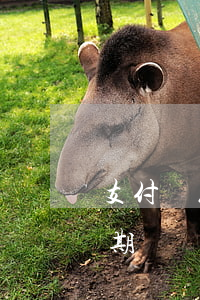 支付寶花唄逾期不能協(xié)商（花唄逾期沒辦法協(xié)商嗎）