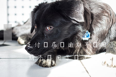 支付寶花唄逾期不讓用了嗎-支付寶花唄逾期不讓用了嗎怎么辦
