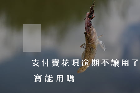 支付寶花唄逾期不讓用了嗎-花唄逾期支付寶能用嗎