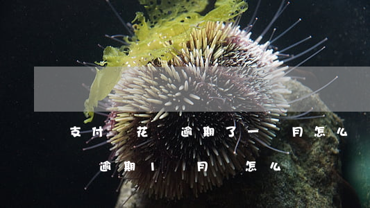 支付寶花唄逾期了一個月怎么辦-支付寶花唄逾期1個月會怎么樣