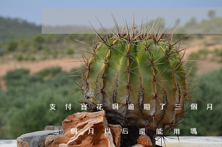 支付寶花唄逾期了三個月(支付寶花唄逾期了三個月以后還能用嗎)