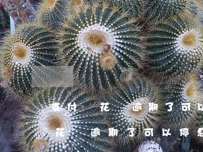 支付寶花唄逾期了可以停息掛賬嗎-支付寶花唄逾期了可以停息掛賬嗎怎么辦
