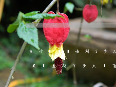 支付寶花唄逾期了多久會通知家人-支付寶花唄逾期了多久會通知家人還款