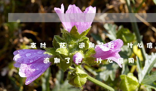 支付寶花唄逾期了影響什么信用-支付寶花唄逾期了影響什么信用?