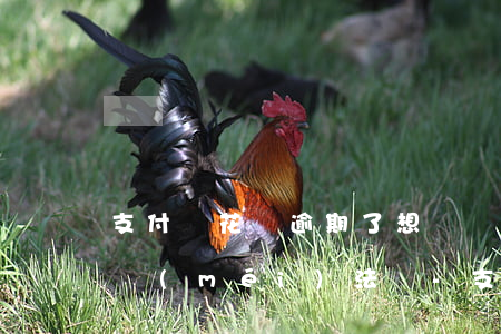 支付寶花唄逾期了想還錢(qián)但是沒(méi)法還-支付寶花唄逾期了想還錢(qián)但是沒(méi)法還怎么辦