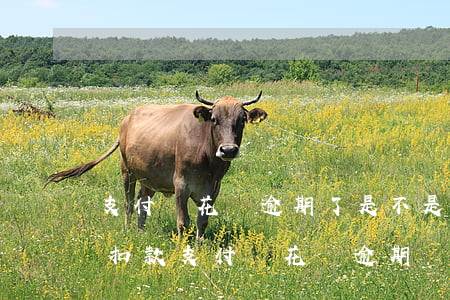 支付寶花唄逾期了是不是自動(dòng)扣款(支付寶花唄逾期會(huì)自動(dòng)扣錢(qián)嗎)