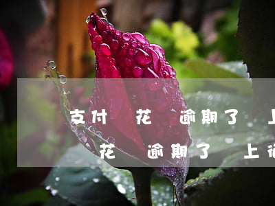 支付寶花唄逾期了會上征信了怎么辦-支付寶花唄逾期了會上征信了怎么辦嗎