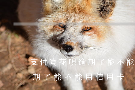 支付寶花唄逾期了能不能用-支付寶花唄逾期了能不能用信用卡