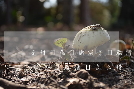 支付寶花唄逾期了還能借嗎-支付寶花唄逾期了還能借嗎怎么借
