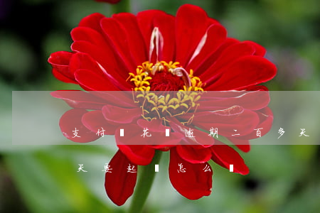 支付寶花唄逾期二百多天了（花唄逾期二百多天要起訴怎么辦）