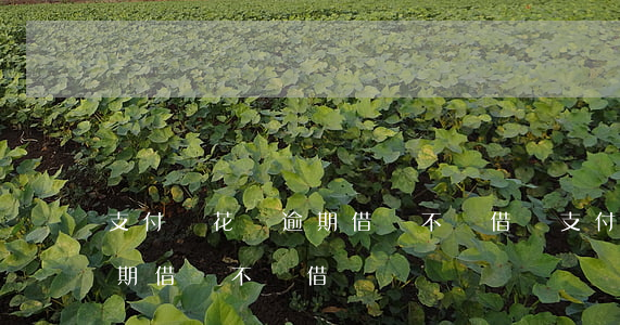 支付寶花唄逾期借唄不給借錢(支付寶花唄逾期借唄不給借錢)